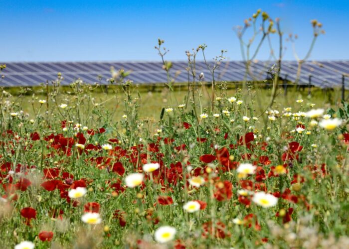 A BayWa r.e. solar project.