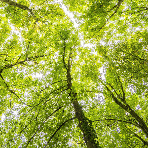 an upward view into a green tree canopy with bright sky behind
